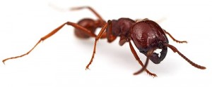 ant