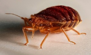 bedbug1